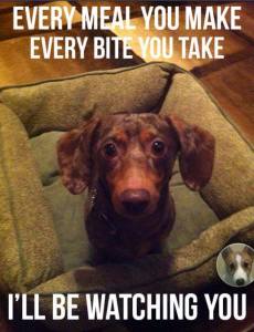 Dog with text that reads: Every meal you make, every bite you take, I'll be watching you