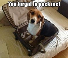 Dog in suitcase says "Don't forget to pack me"