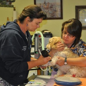 Dr. Wahlert and Brook prepare a canine patient for dental cleaning