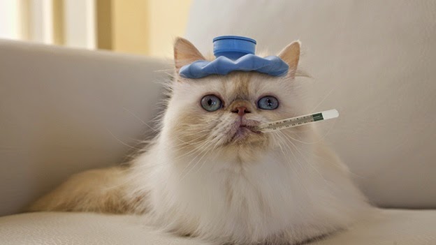 cat with thermometer