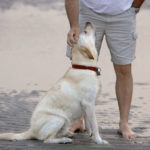 getty_rf_photo_of_man_petting_dog_on_beach