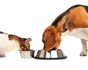 cat and dog eating