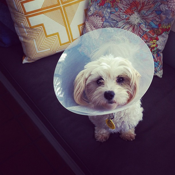 Why a Cone of Shame | Barnyard Veterinary Service & Supply